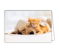 Afie 68-4002 Carta interna bianca con Busta - Gatto Gattino Rosso Cane Cucciolo Abbraccio Dormire Colori Dolci Spirito Cocooning Relax a casa Farniente Siesta Calma Riposati Per te
