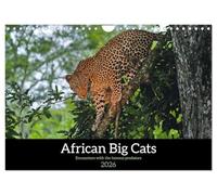 African Big Cats (Wall Calendar 2026 DIN A4 landscape), CALVENDO 12 Month Wall Calendar: Lions, leopards and cheetahs in Southern Africa