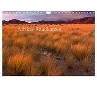 Afrikas Raubkatzen (Wandkalender 2026 DIN A4 quer), CALVENDO Monatskalender: Ganz nah dran an den eleganten Jägern