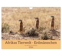 Afrikas Tierwelt - Erdmännchen (Wandkalender 2026 DIN A4 quer), CALVENDO Monatskalender: Ganz nah dran an den supersymphatischen Erdmännchen, die in der afrikanischen Kalahari beheimatet sind.