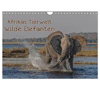 Afrikas Tierwelt - Wilde Elefanten (Wandkalender 2026 DIN A4 quer), CALVENDO Monatskalender: Wild und charakterstark - ganz nah dran an den "Grauen Riesen"