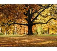 Ag Design FTNXXL 2427 Photo Wall Mural, Multicolore, 36 x 27