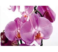 AG Design FTS 0049 Photo Wall Mural, Multicolore, 36 x 254