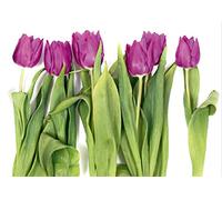 AG Design FTS 0065 Photo Wall Mural, Multicolore, 360 x 254