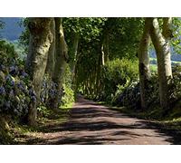 AG Design FTS 1303 Photo Wall Mural, Multicolore, 36 x 254