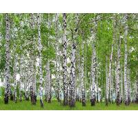 Ag Design FTS 1304 Photo Wall Mural, Multicolore, 36 x 254