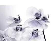 AG Design FTS 1306 Photo Wall Mural, Multicolore, 36 x 254 cm