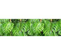 AG Design - Wall Border - Autoadesivo - Le Foglie - Adesivo - 0,10 x 5 m - WB 8219