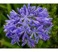 Agapanthus Africanus - Agapanto blu - Calibro Superiore (1)