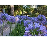 Agapanthus Africanus 'Azureum' - Pianta Erbacea Sempreverde in Vaso 18 cm, Fioritura Blu Cielo a Ombrello, Altezza fino a 70 cm - Resistente al Freddo - FOTO REALI
