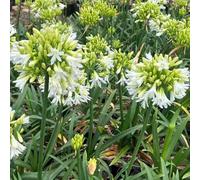 Agapanthus - giardino semi di selvatici d'appartamento ornamentali rampicanti decorazione tetti verdi 200pcs