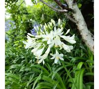 Agapanthus semi di giardino perenni resistenti interni selvaggi esotici selvaggi reverdecimiento tetti 200pcs
