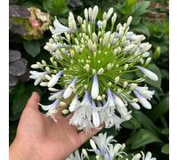 Agapanthus tagliati riverdimento tetti balcone, perenni resistenti semi esotici interni selvaggi giardino 200pcs