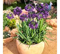 agapanto - raro giardino balcone in vaso 225semi