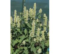 AGASTACHE LIQUIRIZIA BIANCO NR.50 SEMI