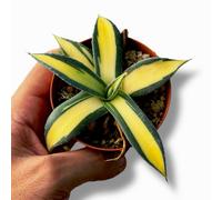 Agave Applanata Mediopicta Cream Spine On Root PØT 8 cm