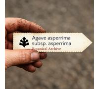 Agave asperrima subsp. asperrima SEEDS - - SEMI Agave ruvido | Pianta del secol