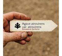 Agave atrovirens var. atrovirens SEEDS - - SEMI Maguey | Agave pulquero