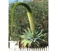 Agave Attenuata Subsp.Attenuat a Foxtail Agave 5 fresh seeds