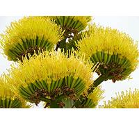 Agave Chrysantha 'Giant' Giant Golden-Flowere d Agave 5 fresh seeds Seeds ONLY