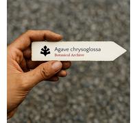 Agave chrysoglossa SEEDS - - SEMI Agave | Agave lingua d'oro