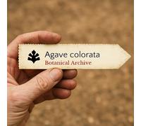 Agave colorata SEEDS - - SEMI Agave colorata | Agave del mescal