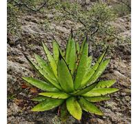 Agave convallis SEEDS - - SEMI Agave | Pianta del secolo