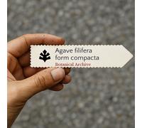 Agave filifera form compacta SEEDS - - SEMI Agave filiforme | Agave compatto