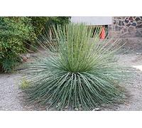 Agave Geminiflora Twin flowered Agave 5 fresh seeds : Package Contains Seeds