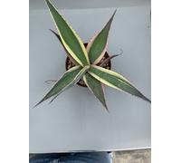 Agave Guiengola Creme Brulee Vaso 12 Cm Giallo Verde Rosa Foglia A Punta