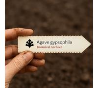 Agave gypsophila SEEDS - - SEMI Agave | Pianta del secolo