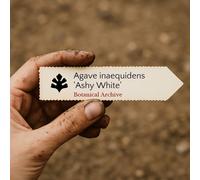 Agave inaequidens 'Ashy White' SEEDS - - SEMI Agave bianco cenere | Agave irreg