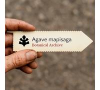 Agave mapisaga SEEDS - - SEMI Maguey | Agave gigante