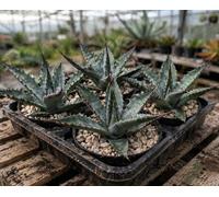 Agave mckelveyana SEEDS - - SEMI Agave di McKelvey | Agave McKelvey