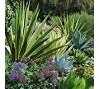 Agave Mix Semi Succent (Agave Specie Mix) 20 + Semi (80+) Seeds ONLY