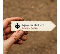 Agave multifilifera SEEDS - - SEMI Semi di Agave multifilifera | Semi di agave
