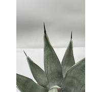 Agave Nigra Pelle Di Squalo Vaso 20 Cm, Agave Dello Squalo Rara Verde ,nera