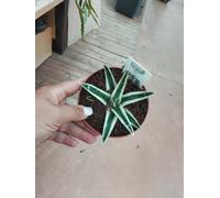 AGAVE REGINA VICTORIA WHITE RHINO ø 10