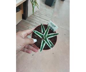 AGAVE REGINA VICTORIA WHITE RHINO ø 10