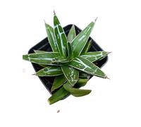 Agave Regina Vittoria pianta grassa Agave victoriae reginae - vaso Ø 10 cm