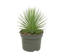 Agave striata var. nana - Agave con maiale spinato, vaso da 12 cm