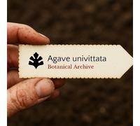Agave univittata SEEDS - - SEMI Agave di Thompson | Pianta del secolo