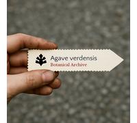 Agave verdensis SEEDS - - SEMI Agave | Pianta del secolo