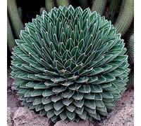 Agave Victoriae Reginae Compacta Compact Queen Victoria Agave 5 fresh seeds