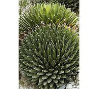 Agave Victoriae Reginae Huasteca Canyon Giant Queen Victoria Agave 5 seeds