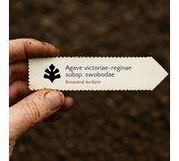 Agave victoriae-reginae subsp. swobodae SEEDS - - SEMI Agave della Regina Vitto