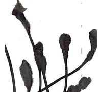 Agf & Various - A Deep Mysterious Tone