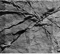 AGF & Various Artists Arachnesound (CD) Album