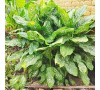 aglaonema - sostenibili Decorazioni giardino resistenti per il 40semi