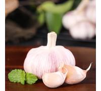 aglio antiche varietà di giardino adatto alla coltivazione 400semi
